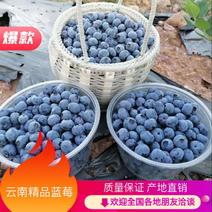 高原蓝莓大量供应L25L11F6优越卡珠宝春高