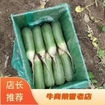 【精品】萝卜，水果青萝卜，保质保量，基地直发，欢迎订购