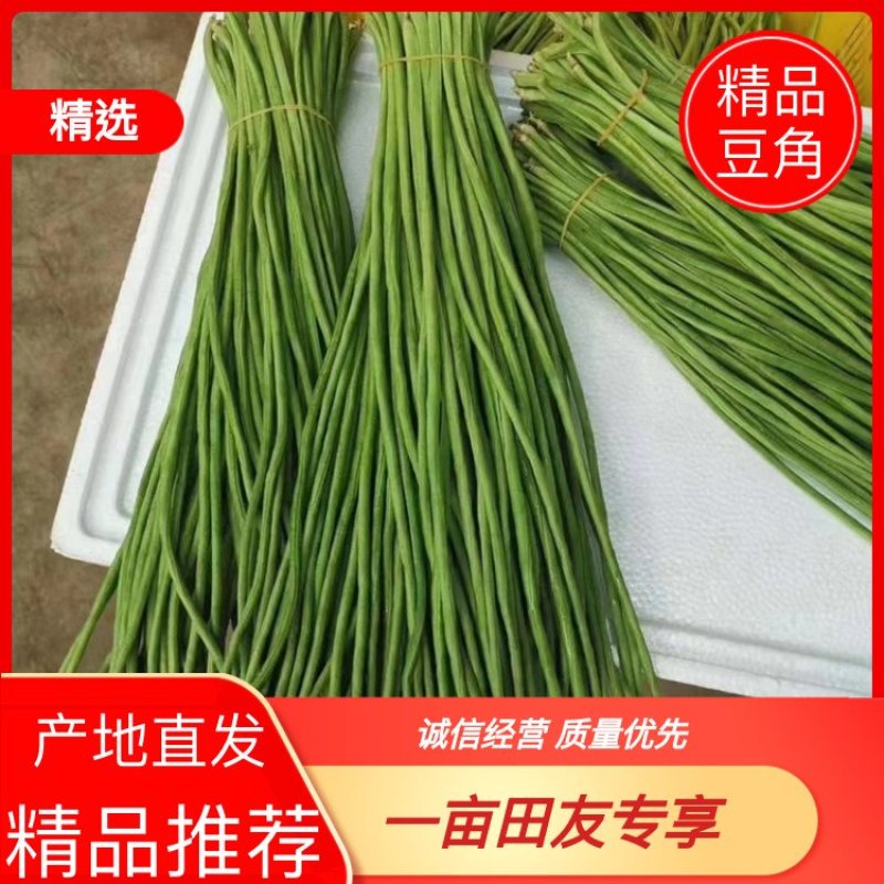 【精品】豆角长豆角一手货源基地直发全国发货欢迎联系