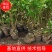 紫穗槐苗常年供应基地大量供应价格优惠易活抗旱