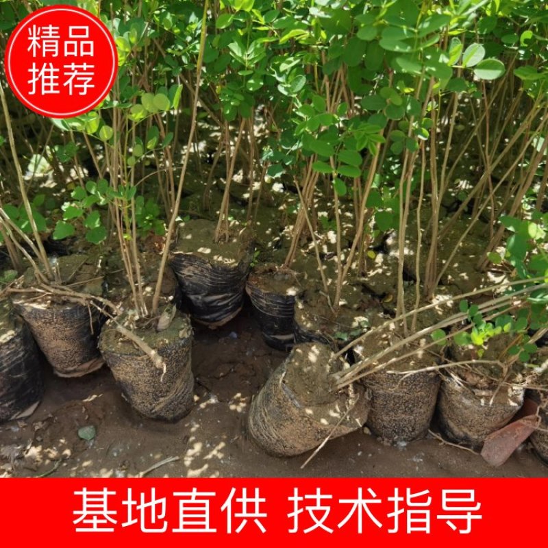 紫穗槐苗常年供应基地大量供应价格优惠易活抗旱