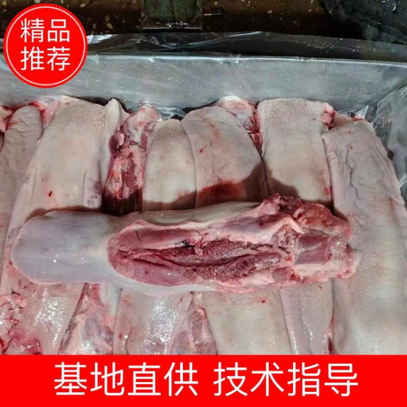 母猪舌尖猪副产品临沭县母猪舌头