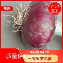 【精选】惠民紫皮洋葱，大量上市，产地直发，一手货源