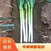南阳精品钢葱铁杆大葱支持视频看货产地直供量大从优欢迎合作