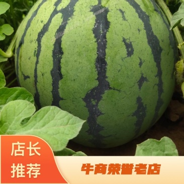 美都西瓜大量上市中，