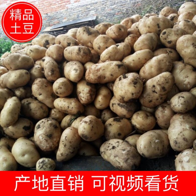 土豆，南阳黄心中暑荷兰沃土等品种齐全量大从优基地