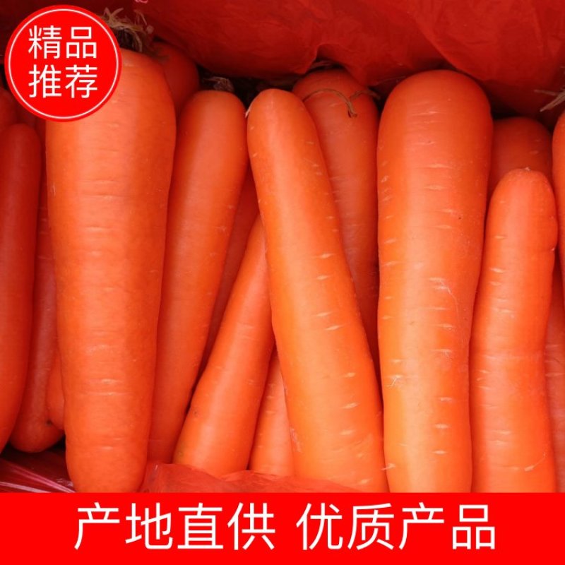 胡萝卜土萝卜全英萝卜产地直供出口加工