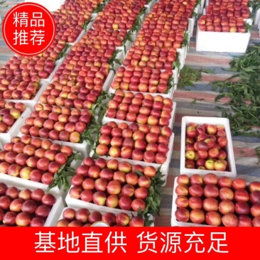 安徽砀山中油4号，48油桃大量上市，价格实惠，货源充足