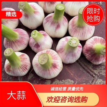 大蒜河南白皮蒜产地直供大蒜5.5cm~6cm鲜蒜