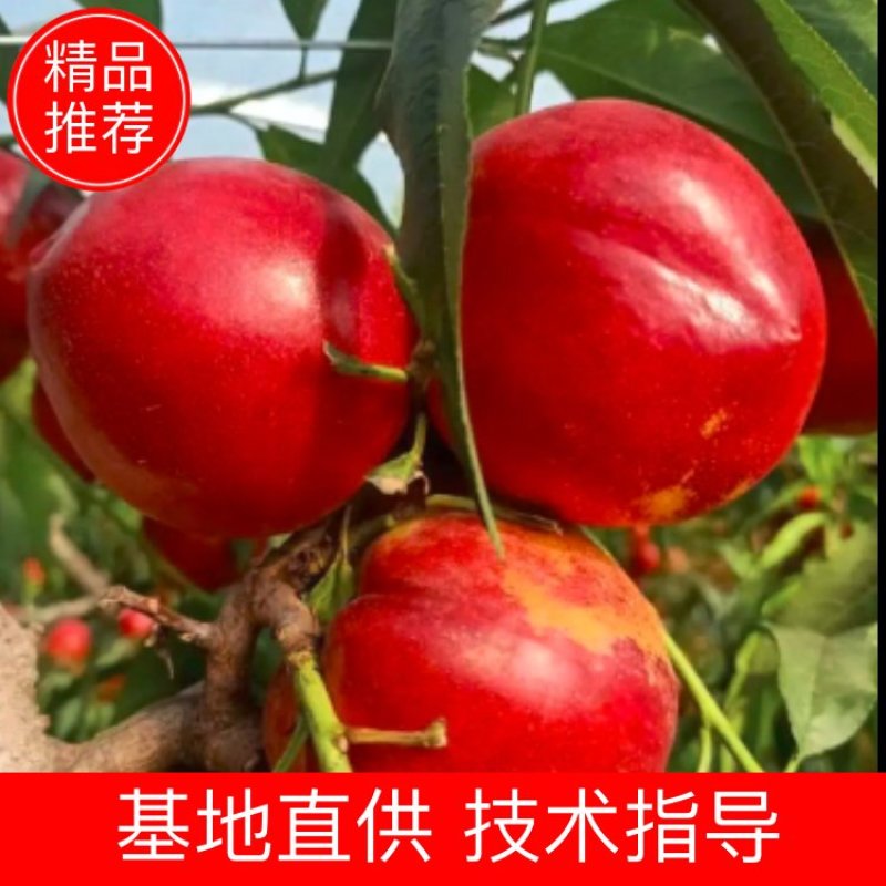湖北产地直发现摘现发，精品油桃金雷曙光中油毛桃