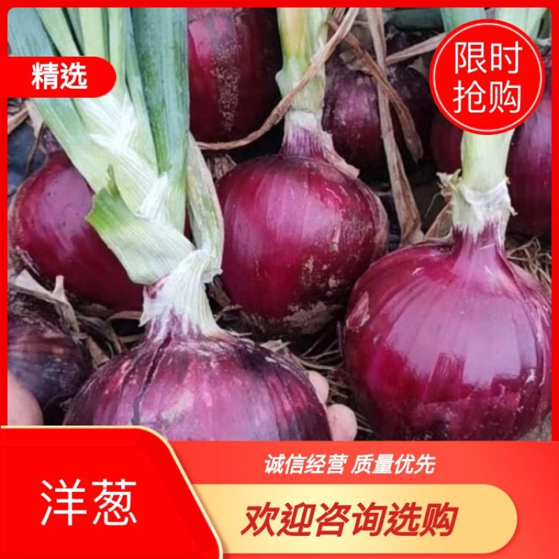 丰县洋葱紫皮洋葱大量上市，上货快，价格合适欢迎选购