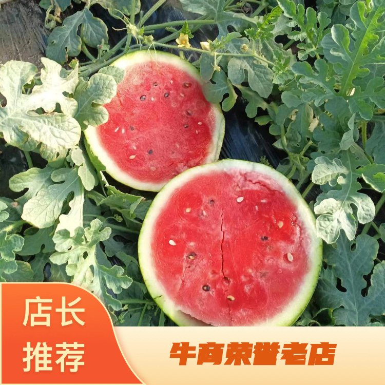 [锦王西瓜批发]陕西西安阎良区西瓜 0.60元/斤陕西锦王西瓜 _ 一亩田