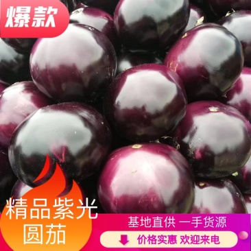 紫光圆茄、大量有货，保质保量，一手货源欢迎咨询采购。