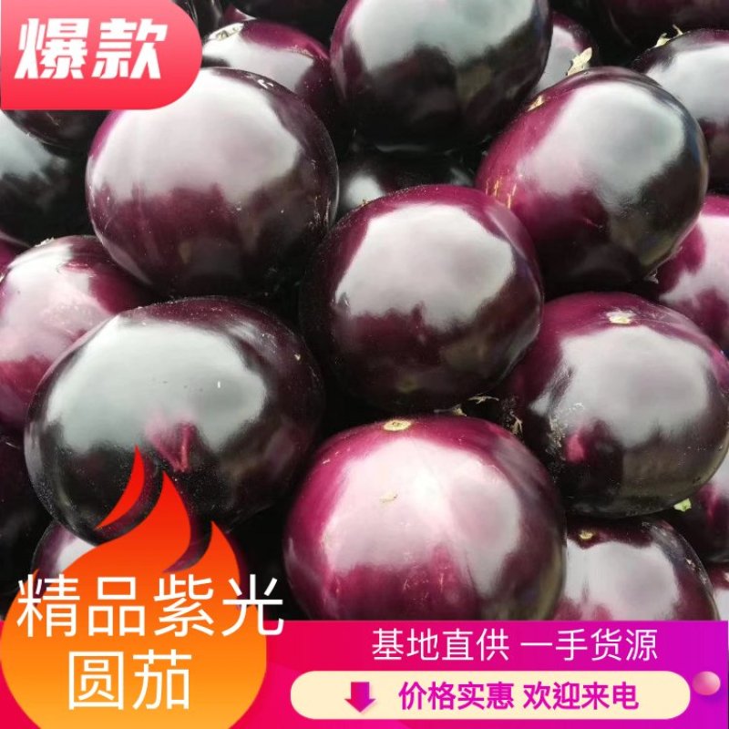 紫光圆茄、大量有货，保质保量，一手货源欢迎咨询采购。