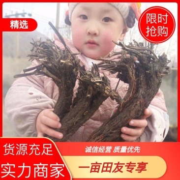 野生紫花丹参。甘肃岷县货。干货，纯正野生货