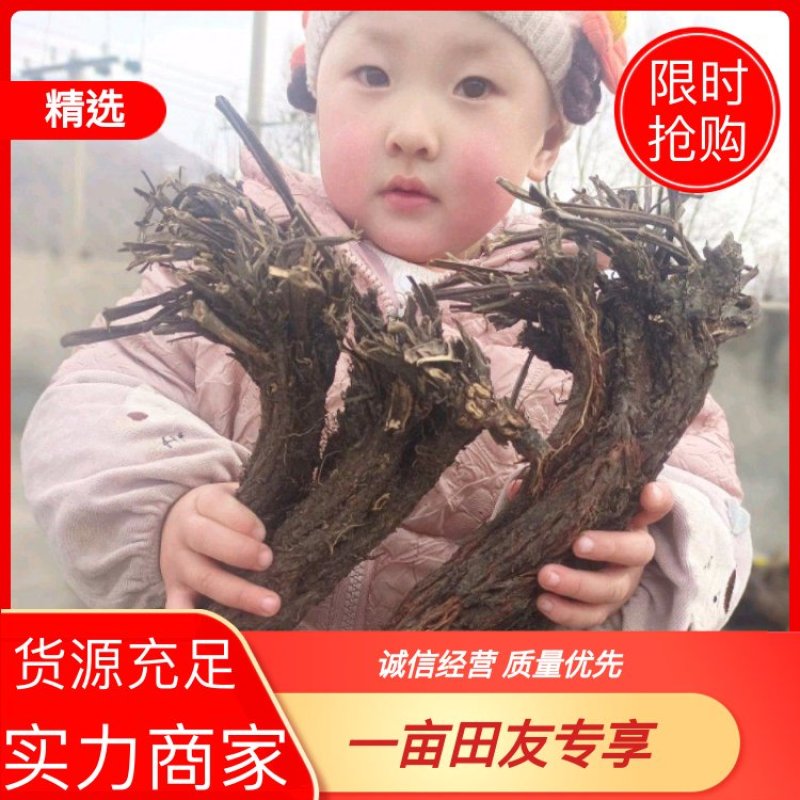 野生紫花丹参。甘肃岷县货。干货，纯正野生货