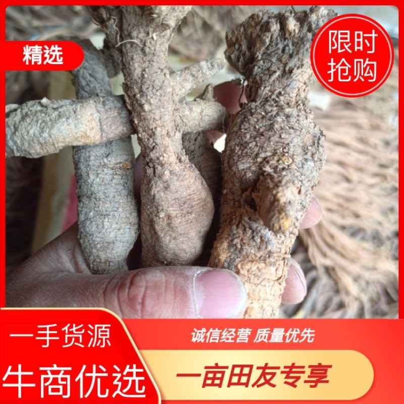 野生南沙参。足干。无硫。纯正野生货。药力足，产地直发