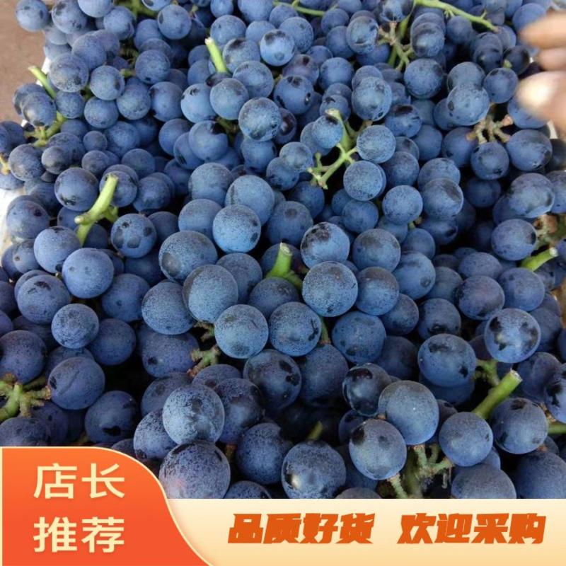 【热销】威县十万亩夏黑葡萄，产地直销，品质保证，欢迎选购