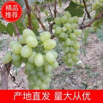 【热销】维多利亚葡萄，产地直发品质保证欢迎选购量大从优。