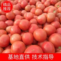 硬粉西红柿_陕西硬粉西红柿主产区，日产量大，果型好