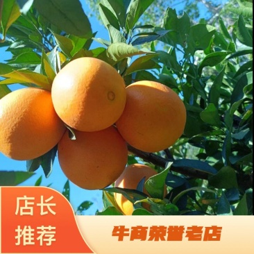 奉节脐橙红心橙纽荷尔脐橙各类脐橙原产地一手货源大量供应