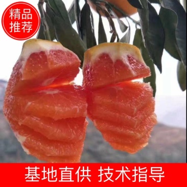 血橙中华红橙，新鲜多汁，原产地一手货源大量供应。