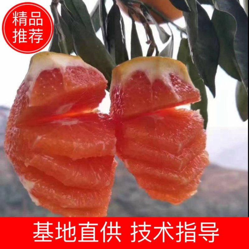 血橙中华红橙，新鲜多汁，原产地一手货源大量供应。