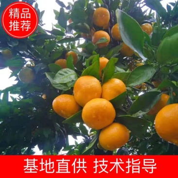 湖北特早蜜橘早熟柑橘原产地大量供应新鲜多汁