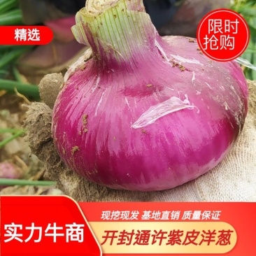 河南洋葱通许精品紫皮洋葱大量供应2022年现货现发量大优