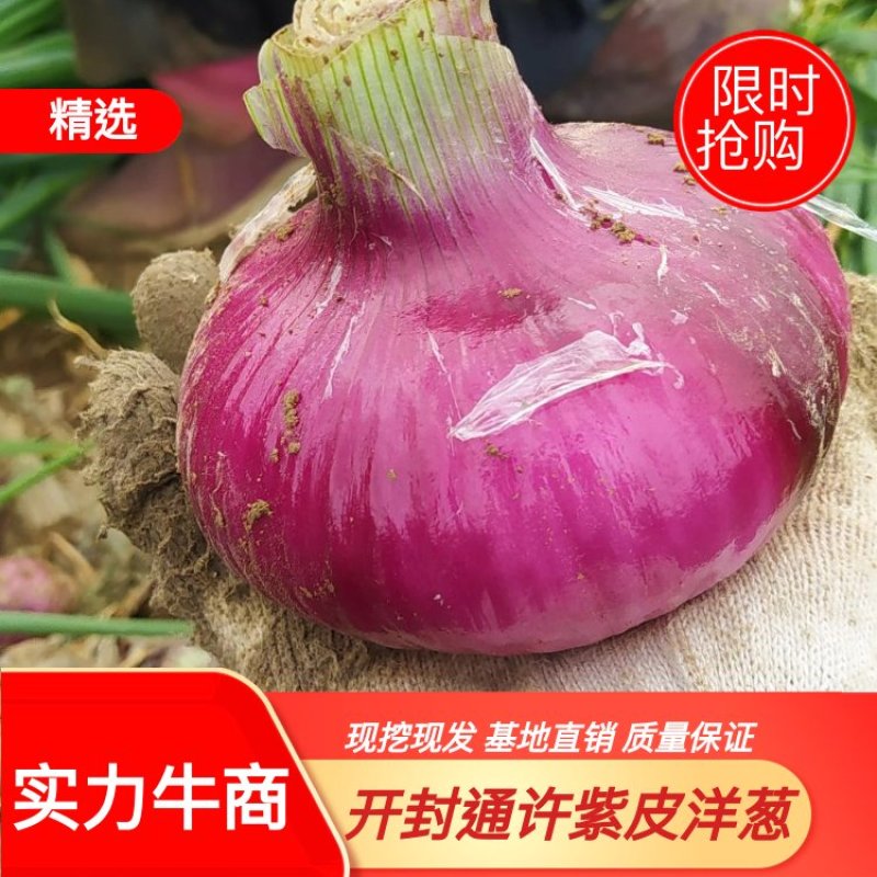 河南洋葱通许精品紫皮洋葱大量供应2022年现货现发量大优
