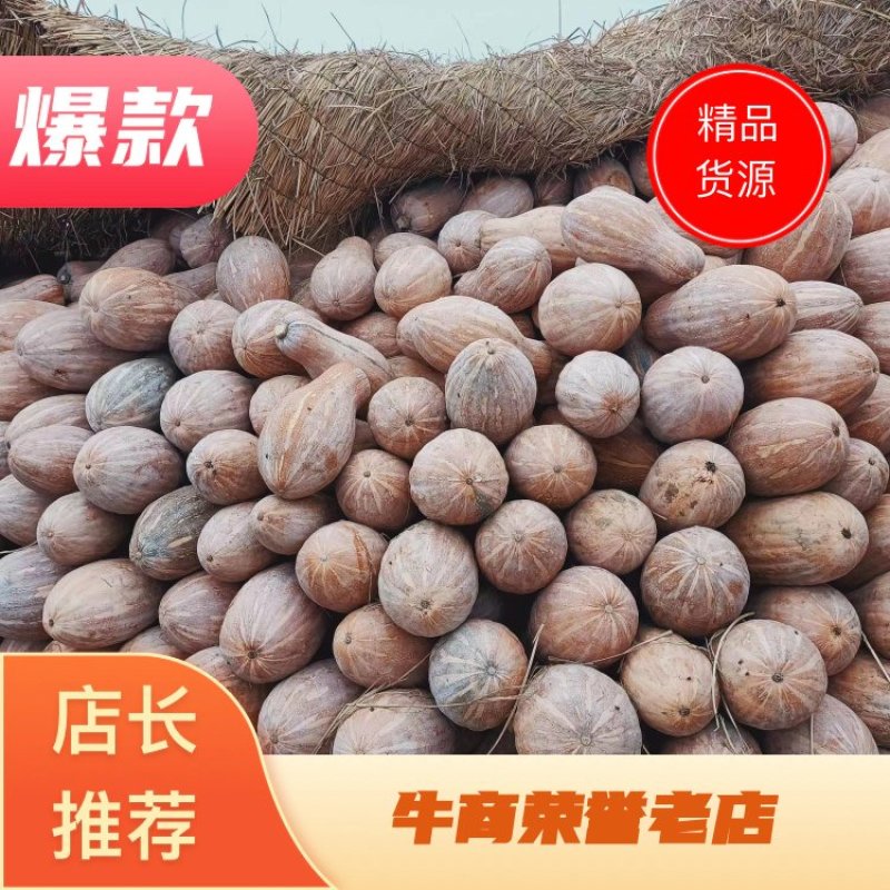 蜜本南瓜头茬千亩基地，工厂货电商货常年大量供应