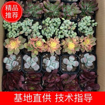 红宝石，凌娟清棚特价处理。欢迎平台批发商微商团购询价