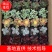 红宝石，凌娟清棚特价处理。欢迎平台批发商微商团购询价