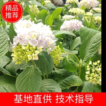 绣球大量上市，货源充足，欢迎选购！品种繁多！基地直销