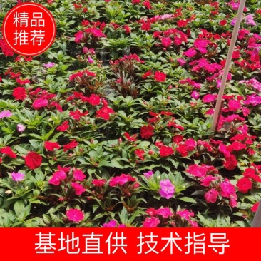 凤仙花大量上市欢迎咨询，基地直销，欢迎选购！货源充足