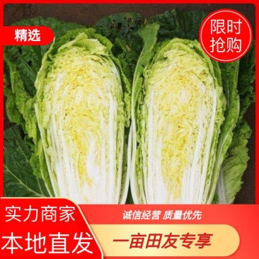【实力商家】甘肃大娃娃菜,大量上市货源充足稳定,诚信经营