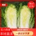 【实力商家】甘肃大娃娃菜,大量上市货源充足稳定,诚信经营