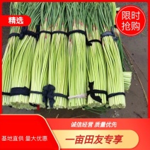 河南开封精品红帽蒜苔大量上市，质量好，价格低，欢迎全国各