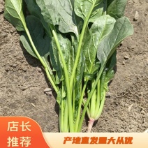 （实力供货）菠菜基地直发，全国发货，品质上乘