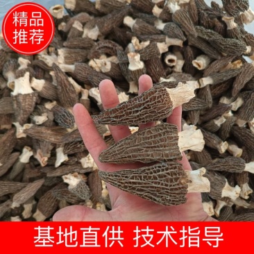 产地直供羊肚菌，各种规格齐全质量保证全国发货
