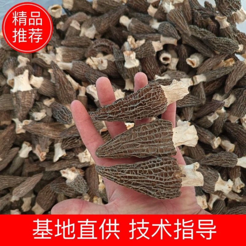 产地直供羊肚菌，各种规格齐全质量保证全国发货