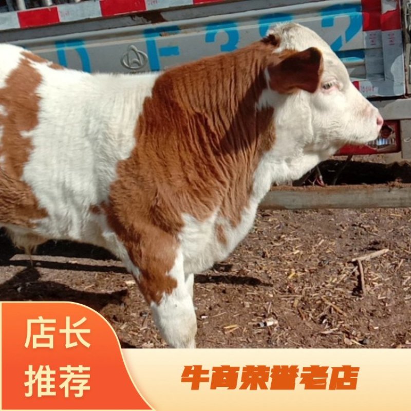 西门塔尔牛犊养殖基地直发量大价优保质保量欢迎联系