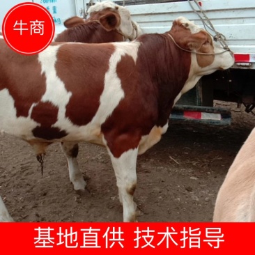 活畜西门塔尔牛贵州大形牛市高山放养产地直销