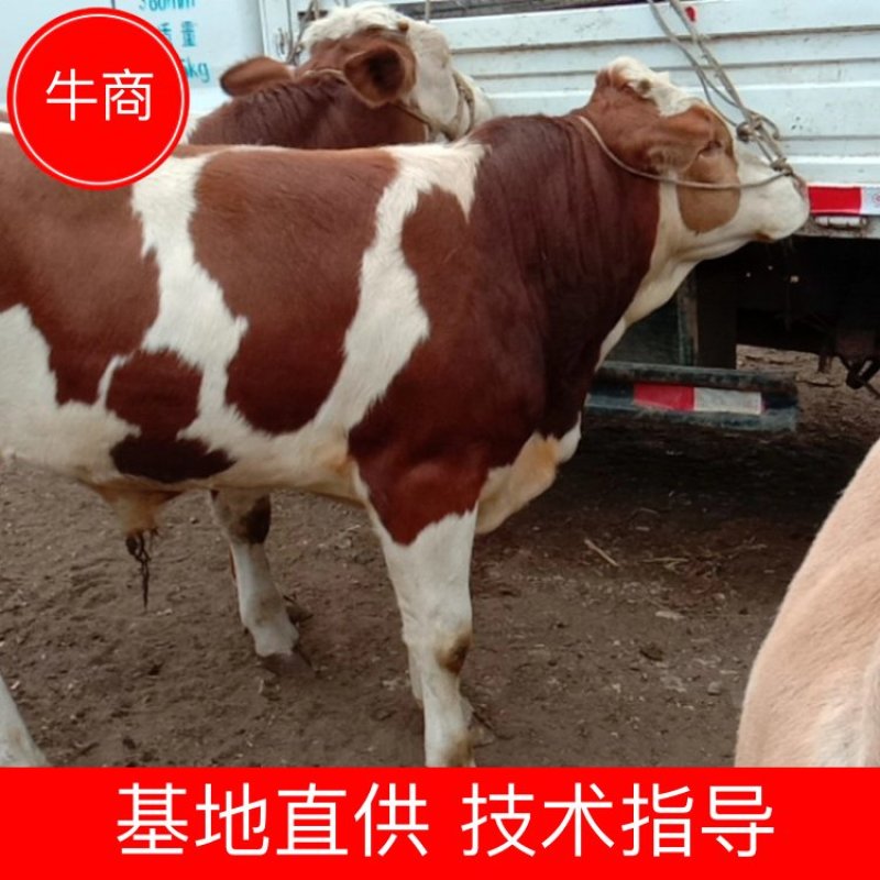 活畜西门塔尔牛贵州大形牛市高山放养产地直销