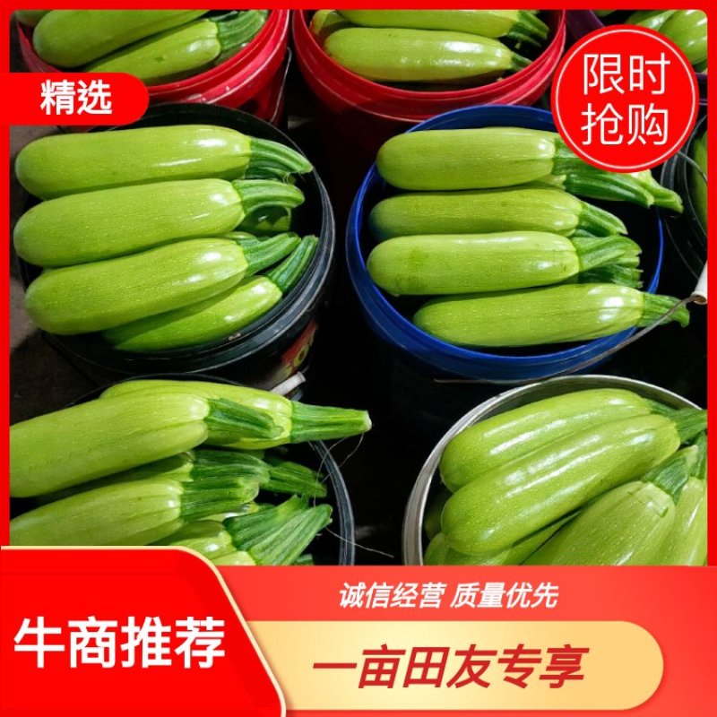 产地直供优质西葫芦，上货量大，走货量高。真诚与全国客商携