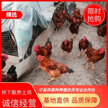 【牛商推荐】“陇桥绿源”纯粮食林下散养土鸡产地直发