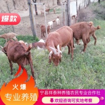 【诚信经营】陇桥绿源”自然放养食草山羊可视频看货基地直发