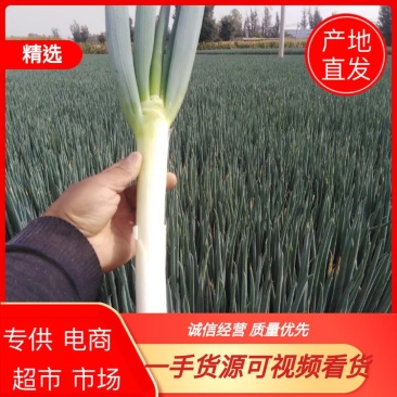 铁杆大葱日本大葱，甘肃产地品质好，葱白长，口感好