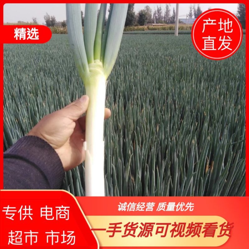 铁杆大葱日本大葱，甘肃产地品质好，葱白长，口感好