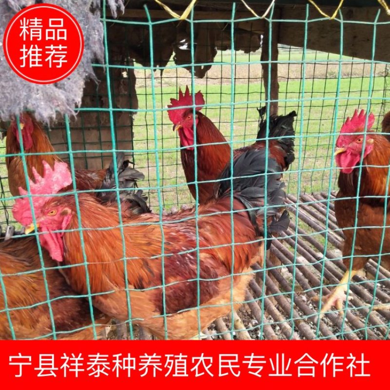 【基地直供】纯粮食林下散养“陇桥绿源”牌土鸡欢迎来电咨询